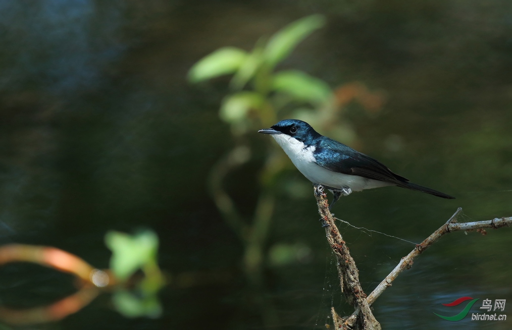 Y-restless flycatcher_���˺�_����.jpg