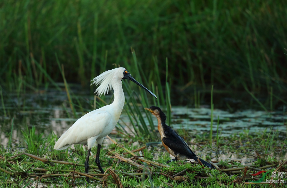 Y-royal spoonbill_���˺�_����.jpg