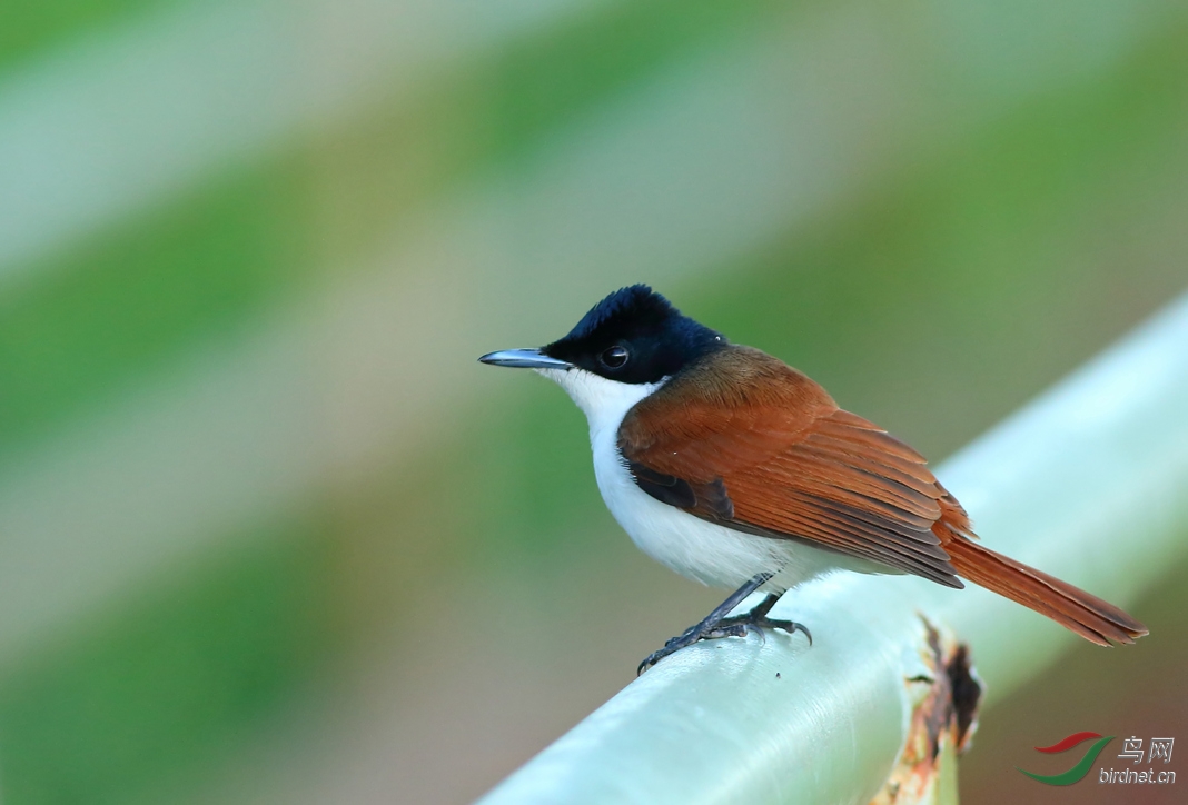 Y-shinning flycatcher female_���˺�_����.jpg