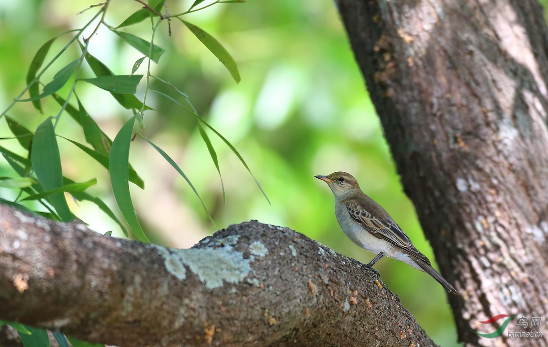Y-white-winged triller_���˺�_����.jpg