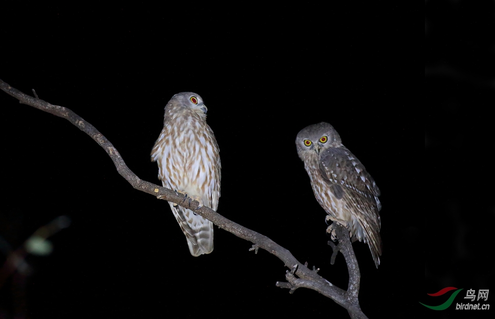 Y-barking owl two_���˺�_����.jpg