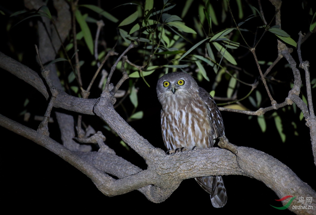 Y-barking owl1_����_���˺�_����.jpg