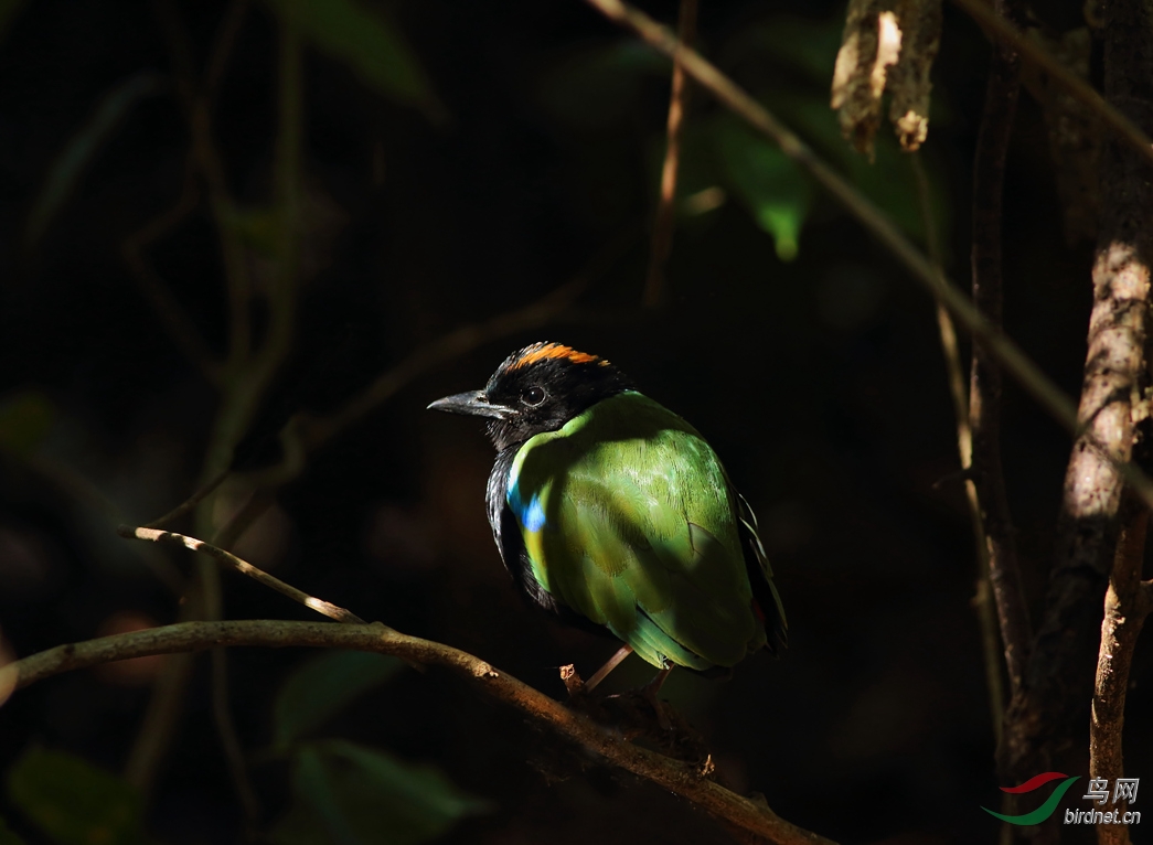 Y-rainbow pitta2_���˺�_����.jpg