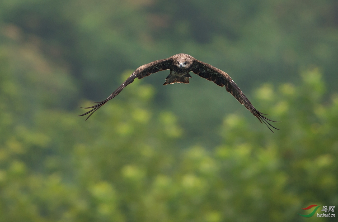 翱翔在千岛湖的老鹰