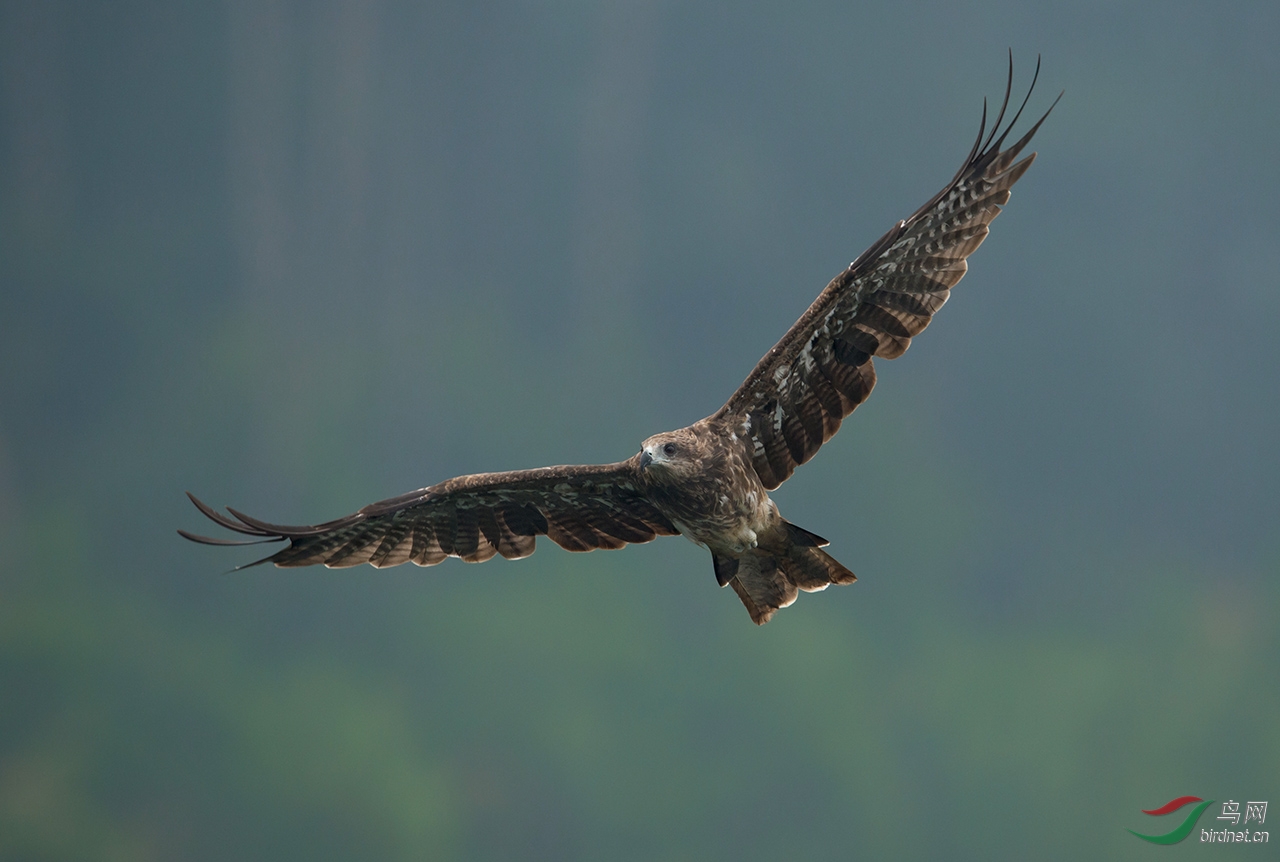 翱翔在千岛湖的老鹰