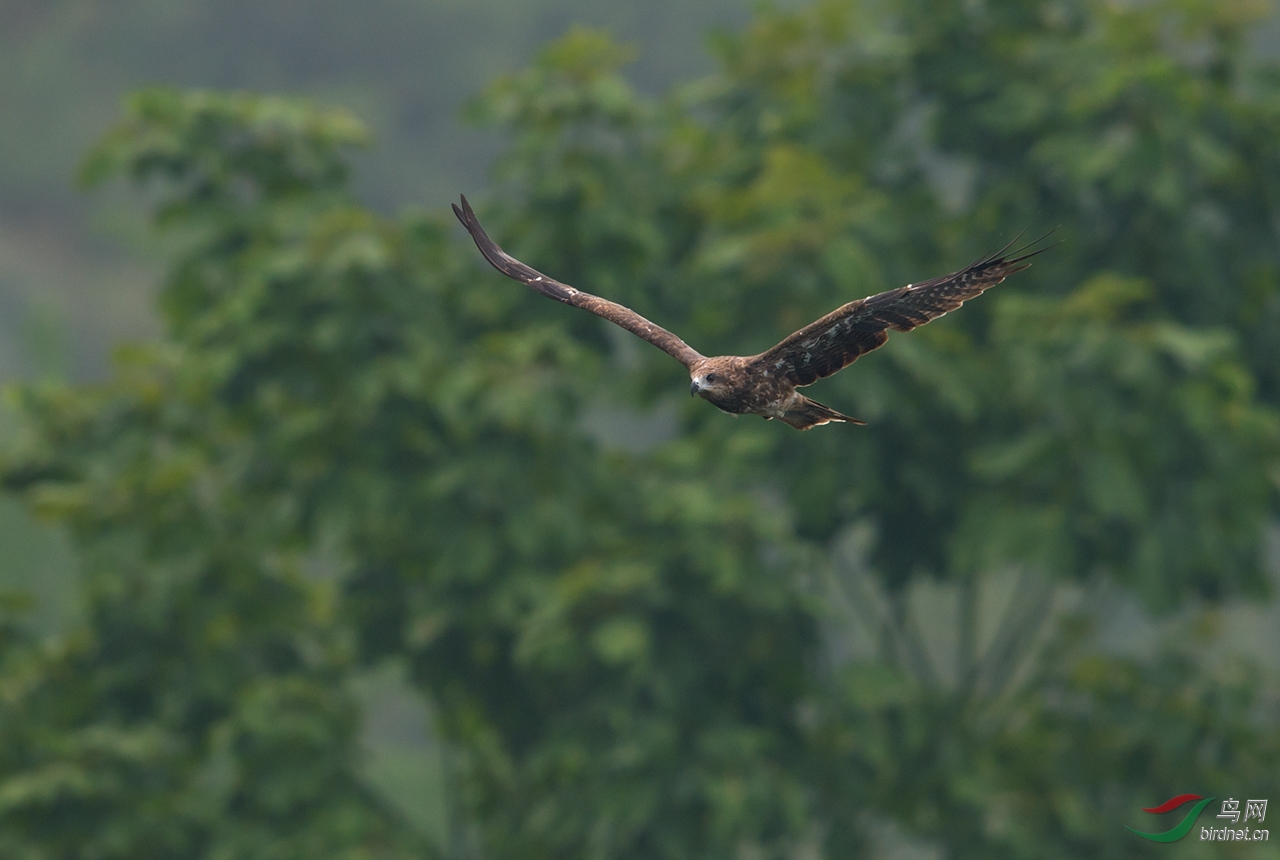 翱翔在千岛湖的老鹰