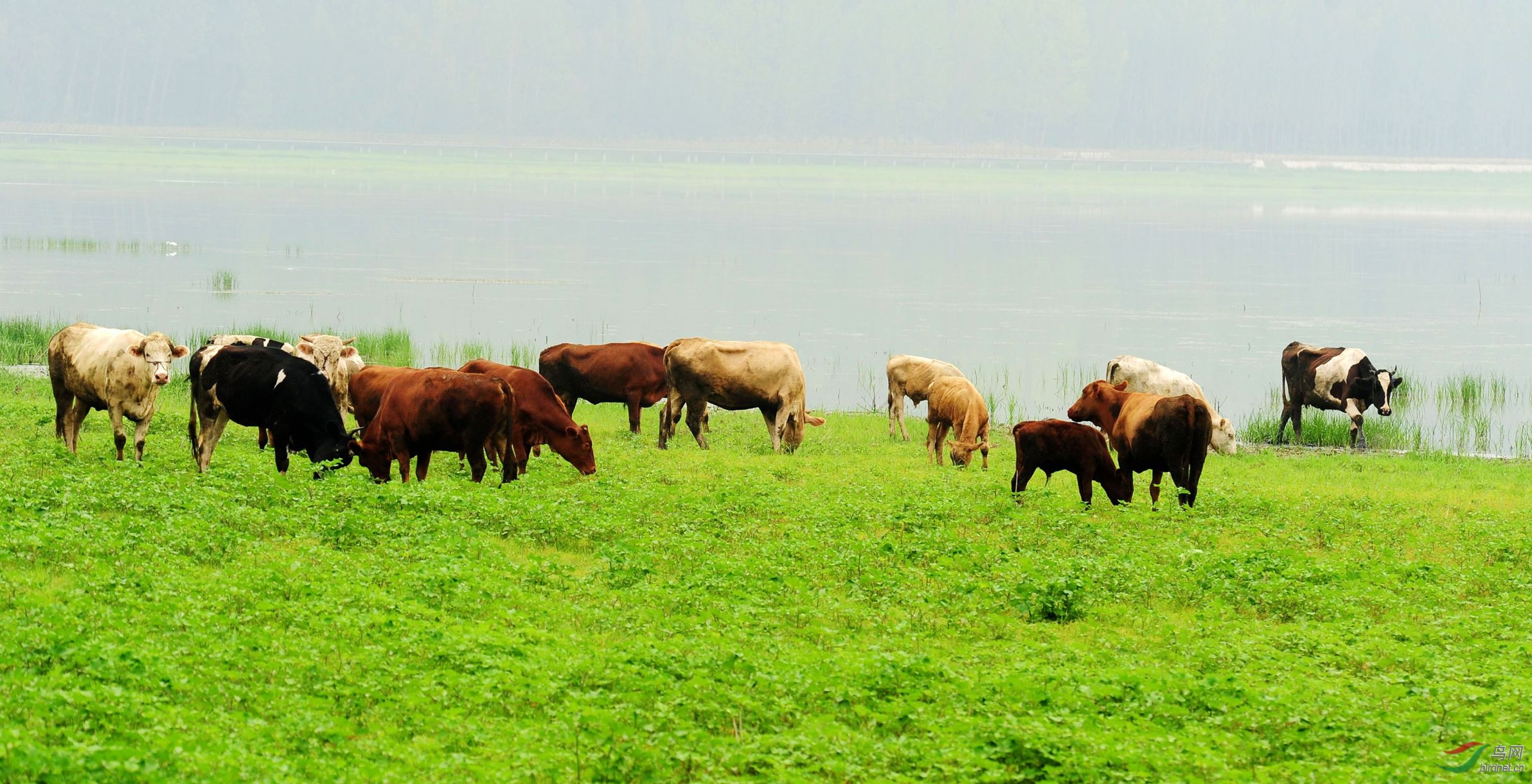 放牛的不知哪儿去了