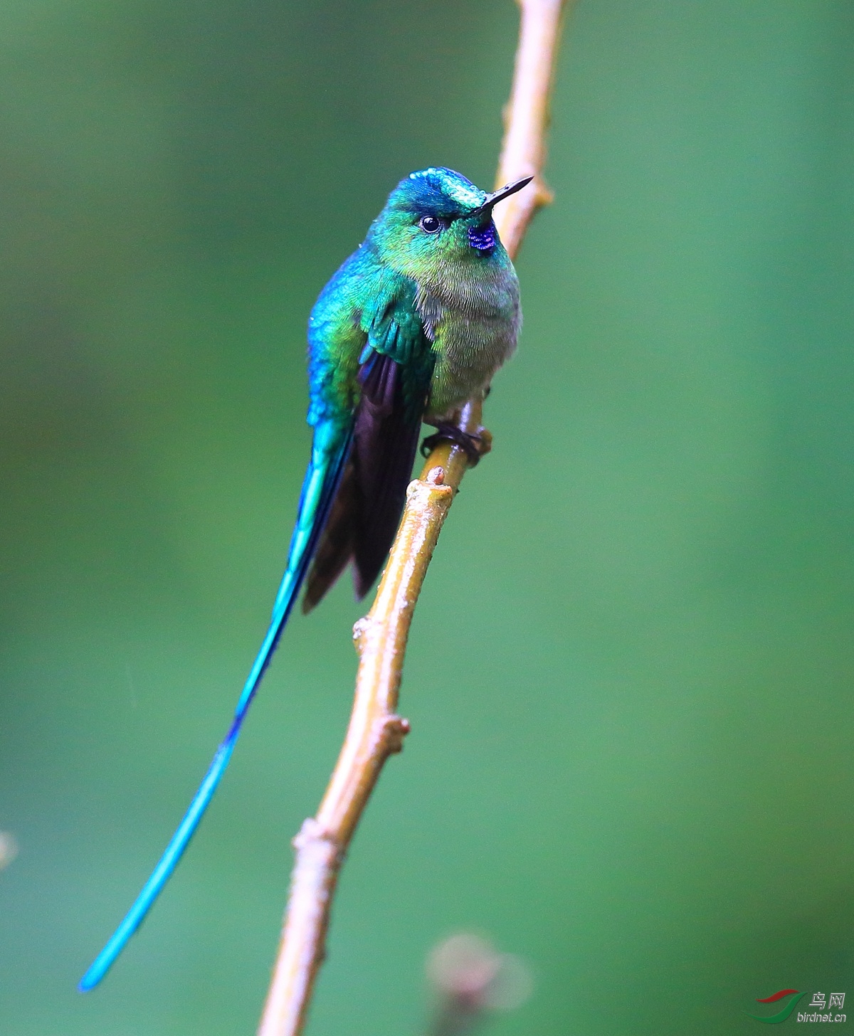 长尾蜂鸟 - 陕西版 shanxi 鸟网
