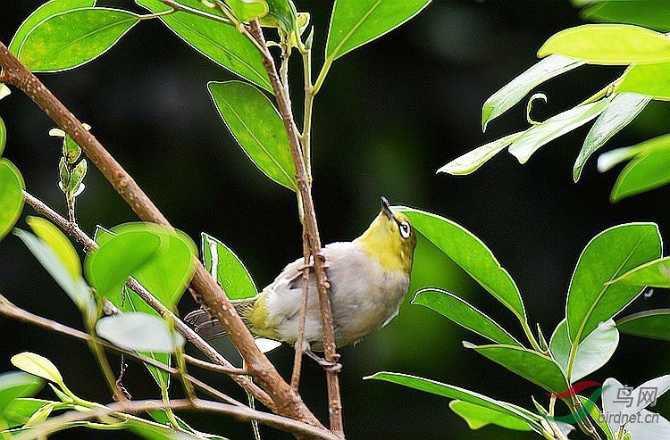 树枝上的小鸟绣眼绿豆鸟
