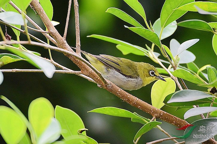 树枝上的小鸟绣眼绿豆鸟