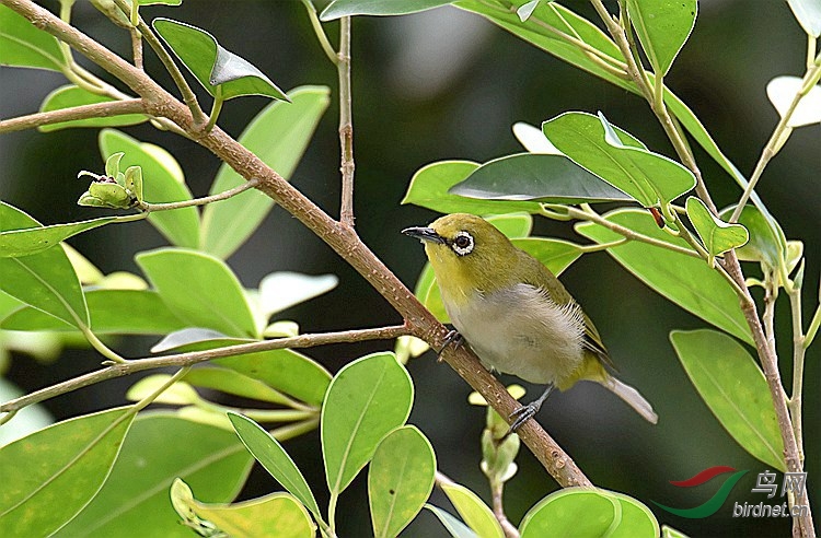 树枝上的小鸟绣眼绿豆鸟