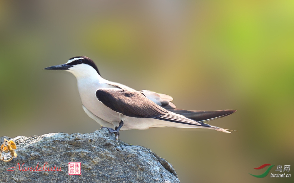 褐翅燕鸥