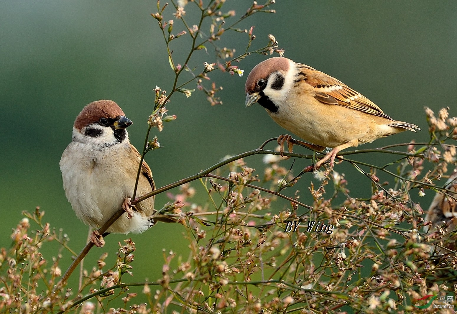 普通麻雀&山麻雀