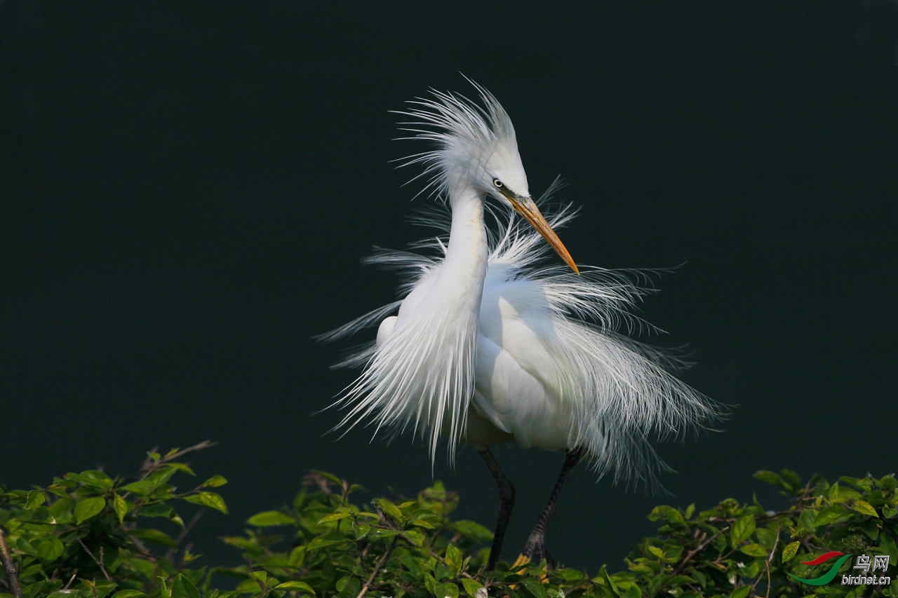 白鹭,中白鹭,大白鹭的区别方法