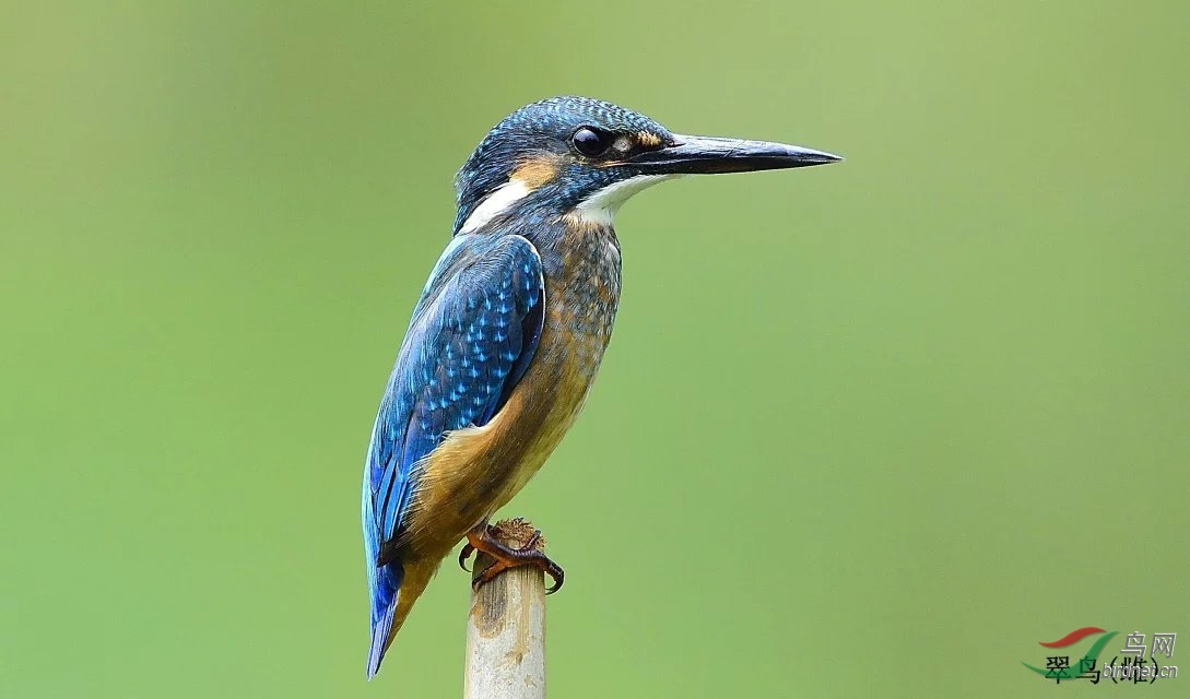 普通小翠鸟(雌)