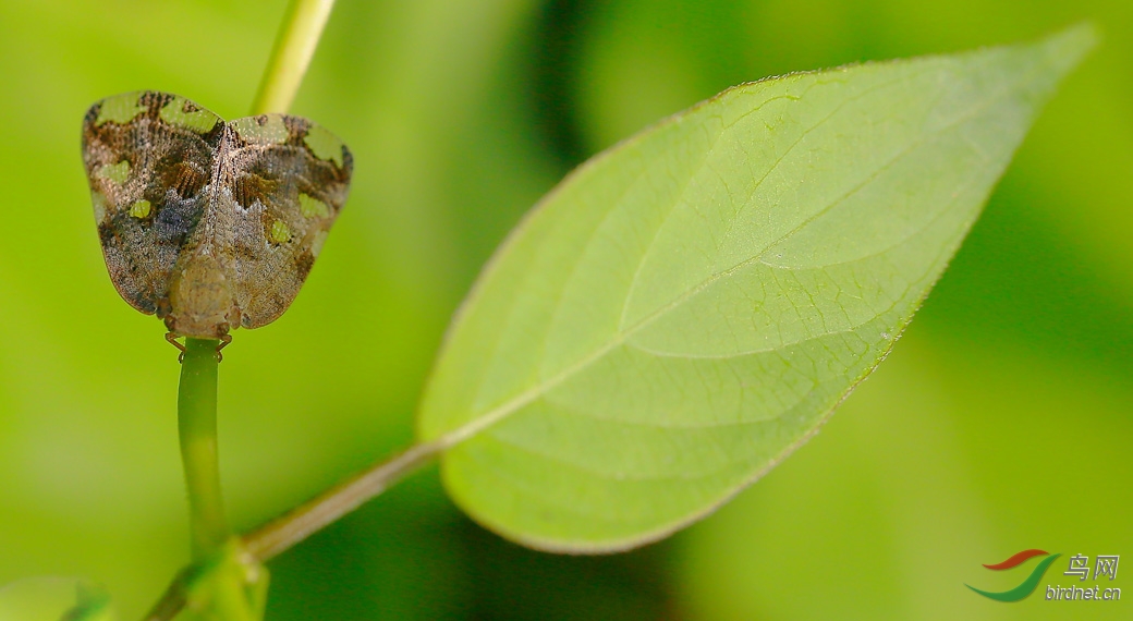 论坛首页 69 综合区 69 昆虫与微距 69 美丽的精灵 《第一次拍