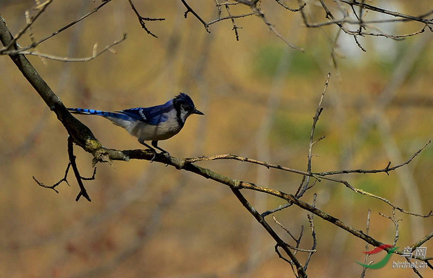 其七 日丽小塘春水晴,宝光蓝翎立青松.