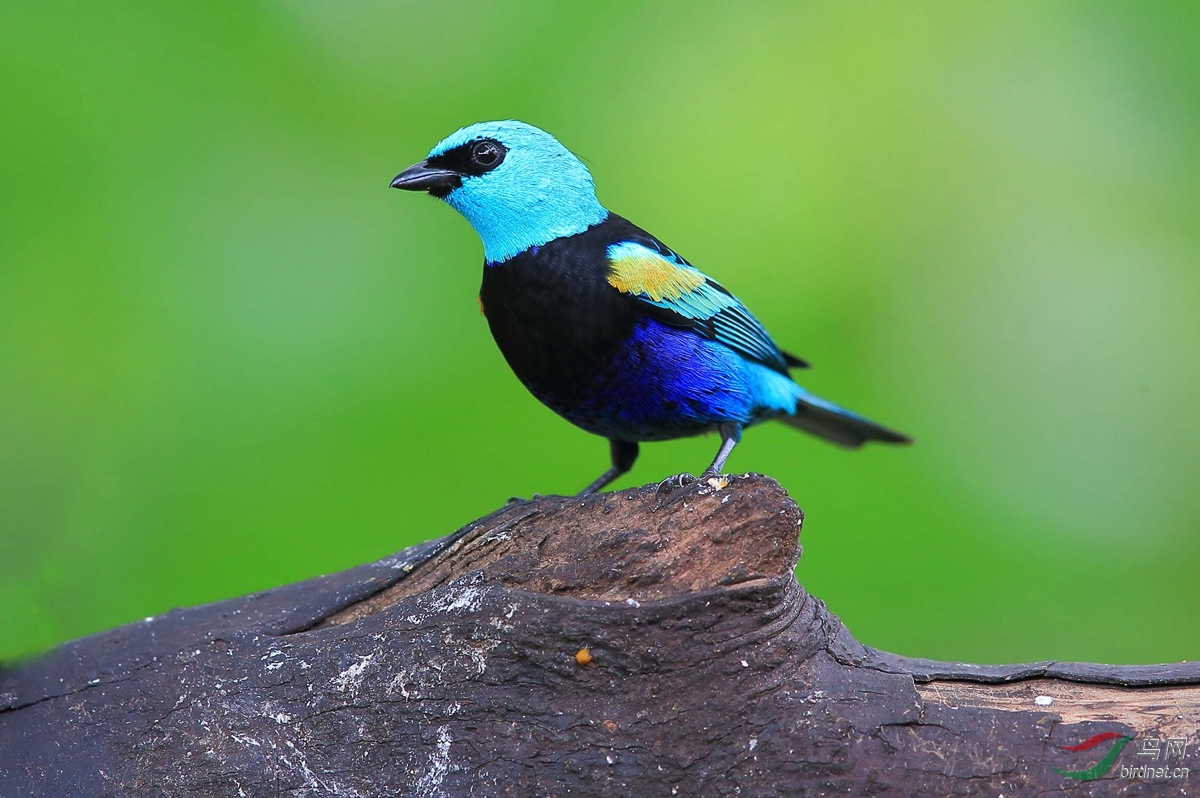 蓝颈唐加拉雀cyanicollis