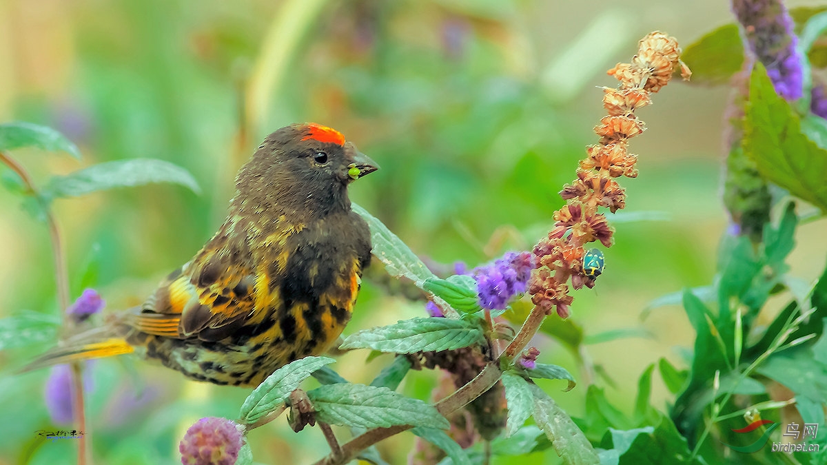 天山精灵金额丝雀