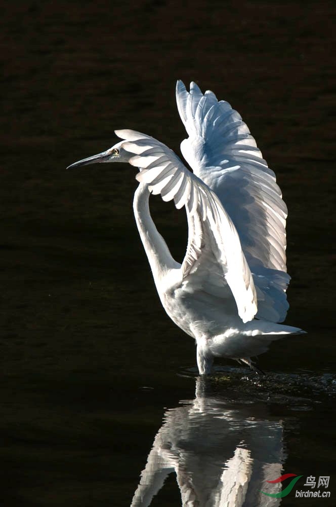展翅高飞——白鹭