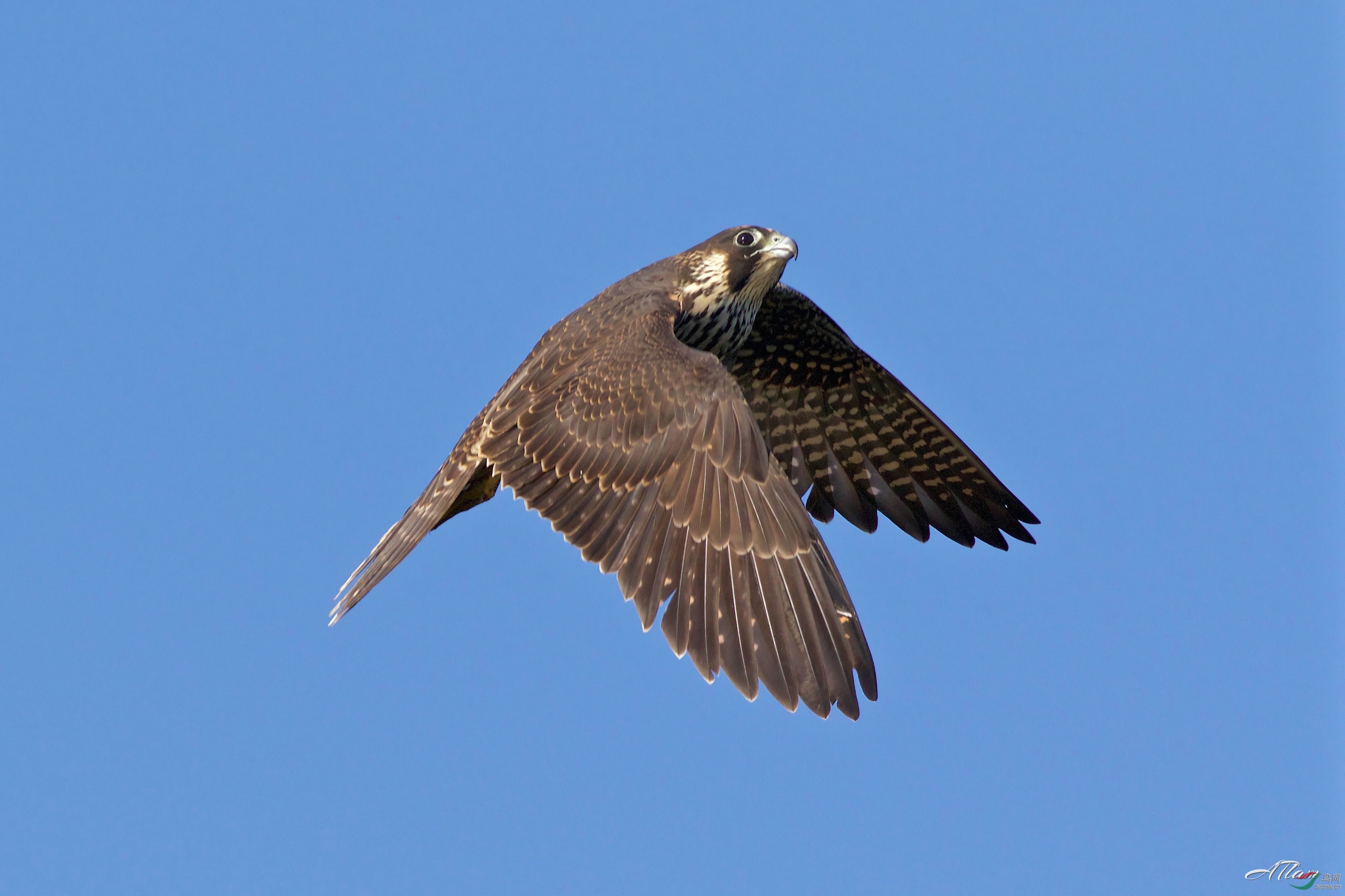 游隼peregrinefalcon