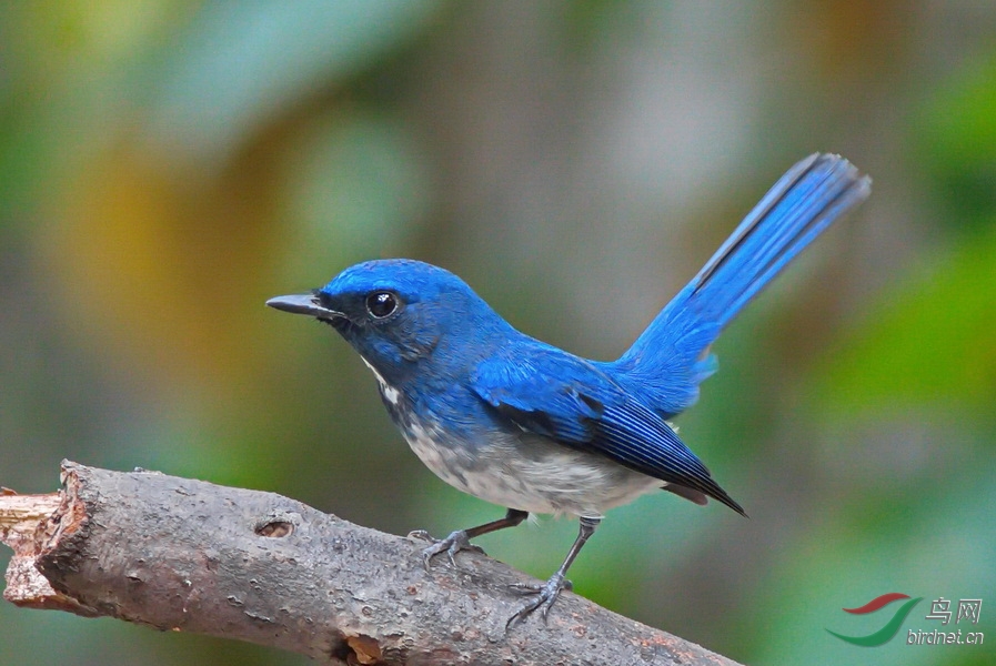 (海南蓝仙鹟)海南蓝仙鹟 hainan blue flycatcher—贺图1获首页精华