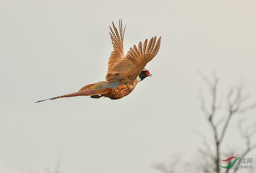 雄雉飞天雄性环颈雉鸡