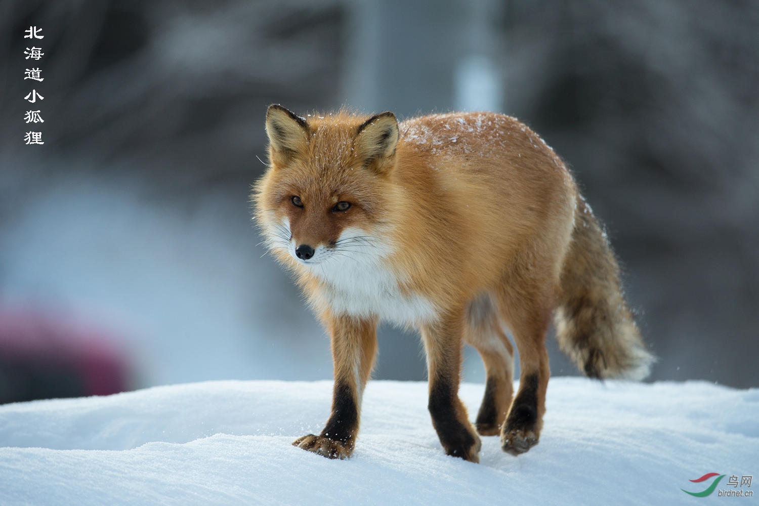 北海道小狐狸