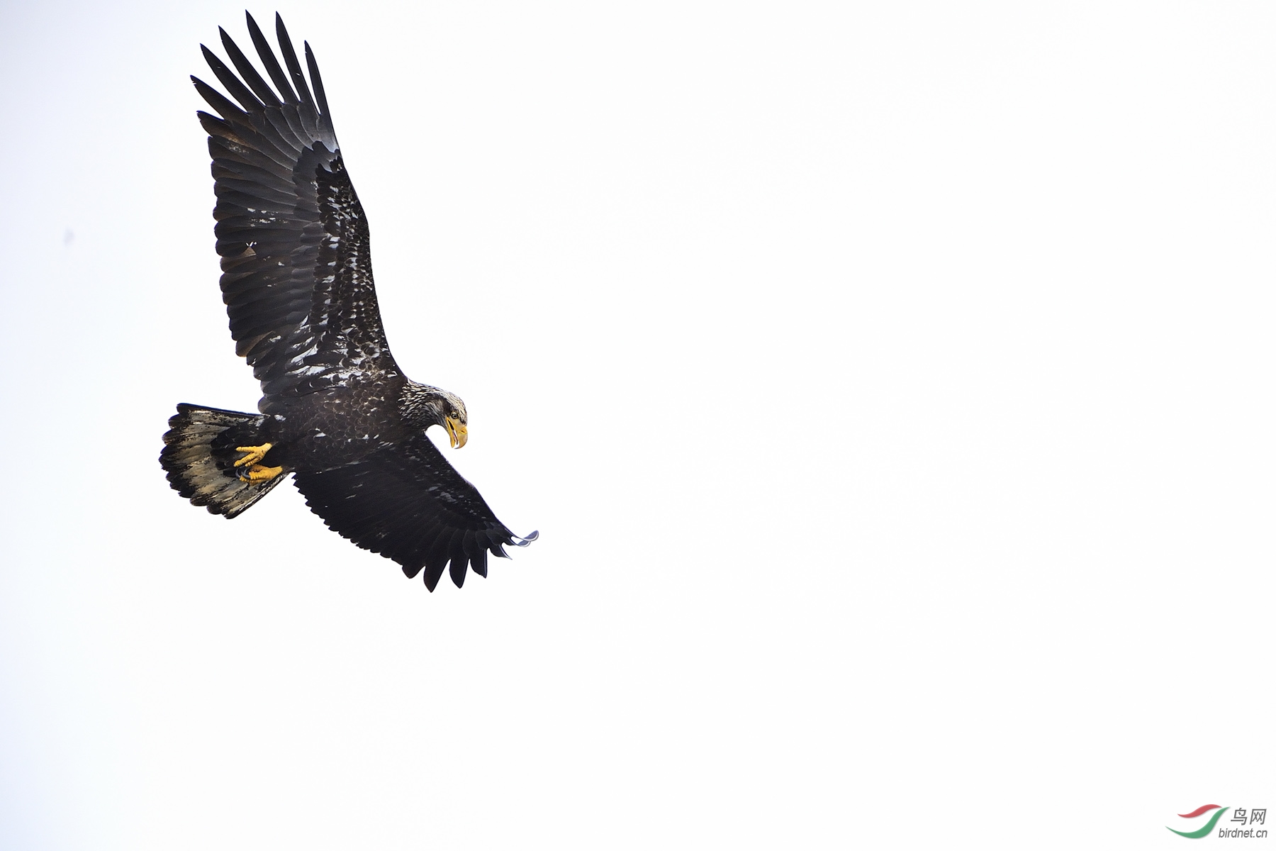 鱼在下面——白头海雕