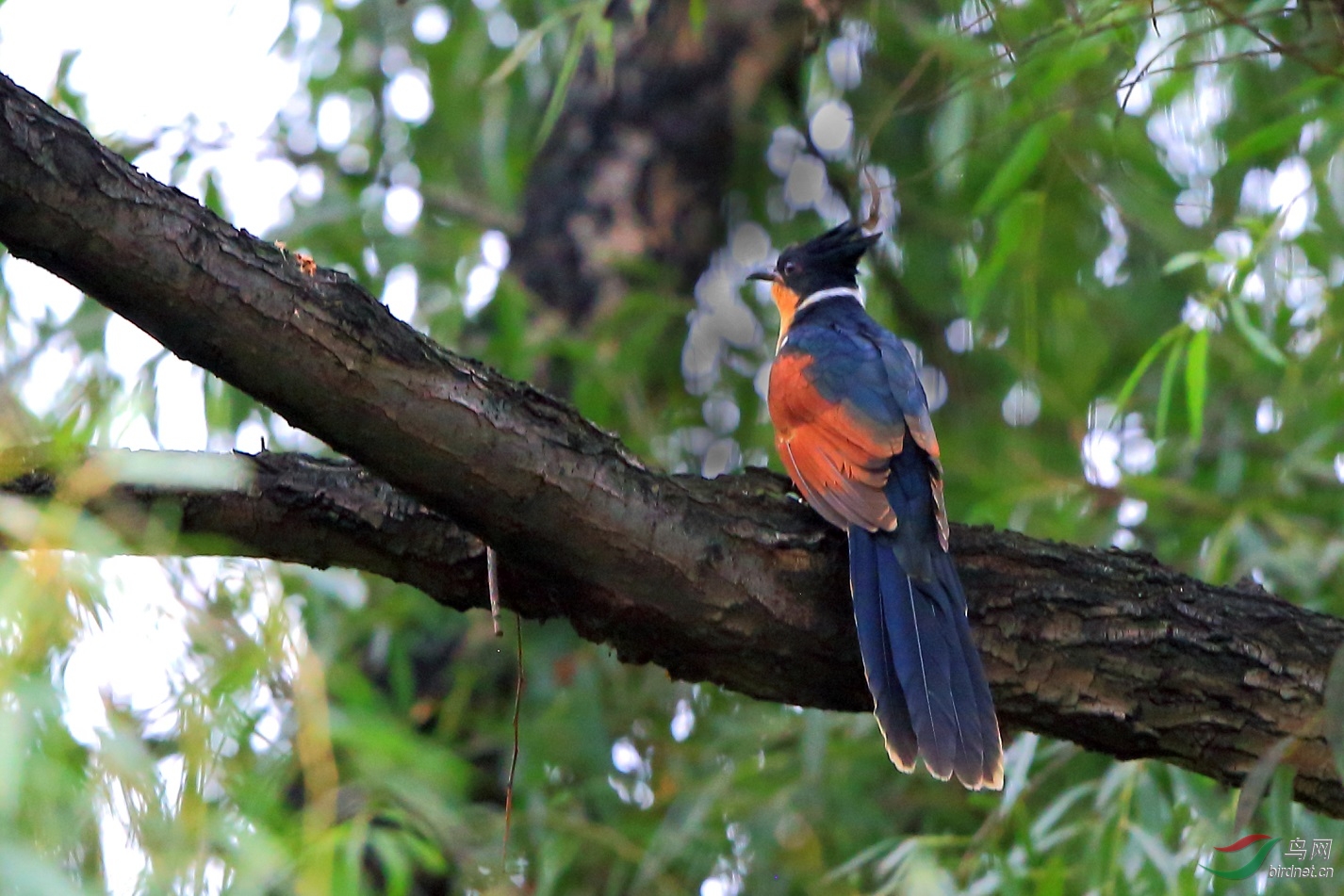 昆明来了稀罕鸟------红翅凤头鹃