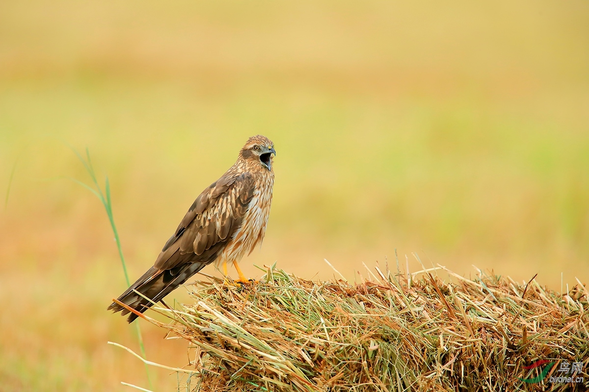 (乌灰鹞)乌灰鹞montagus harrier——贺图3获首页精华图片