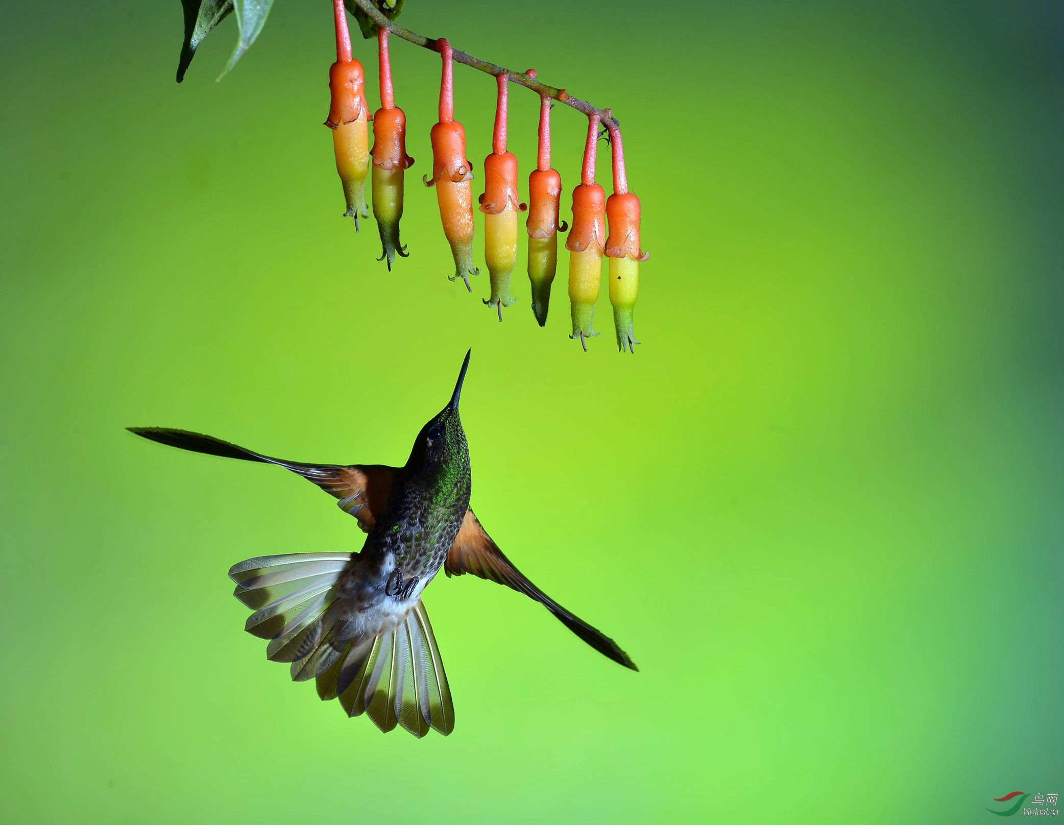 林鸟盘尾蜂鸟悬停高手蜂鸟贺图7获首页精华图片