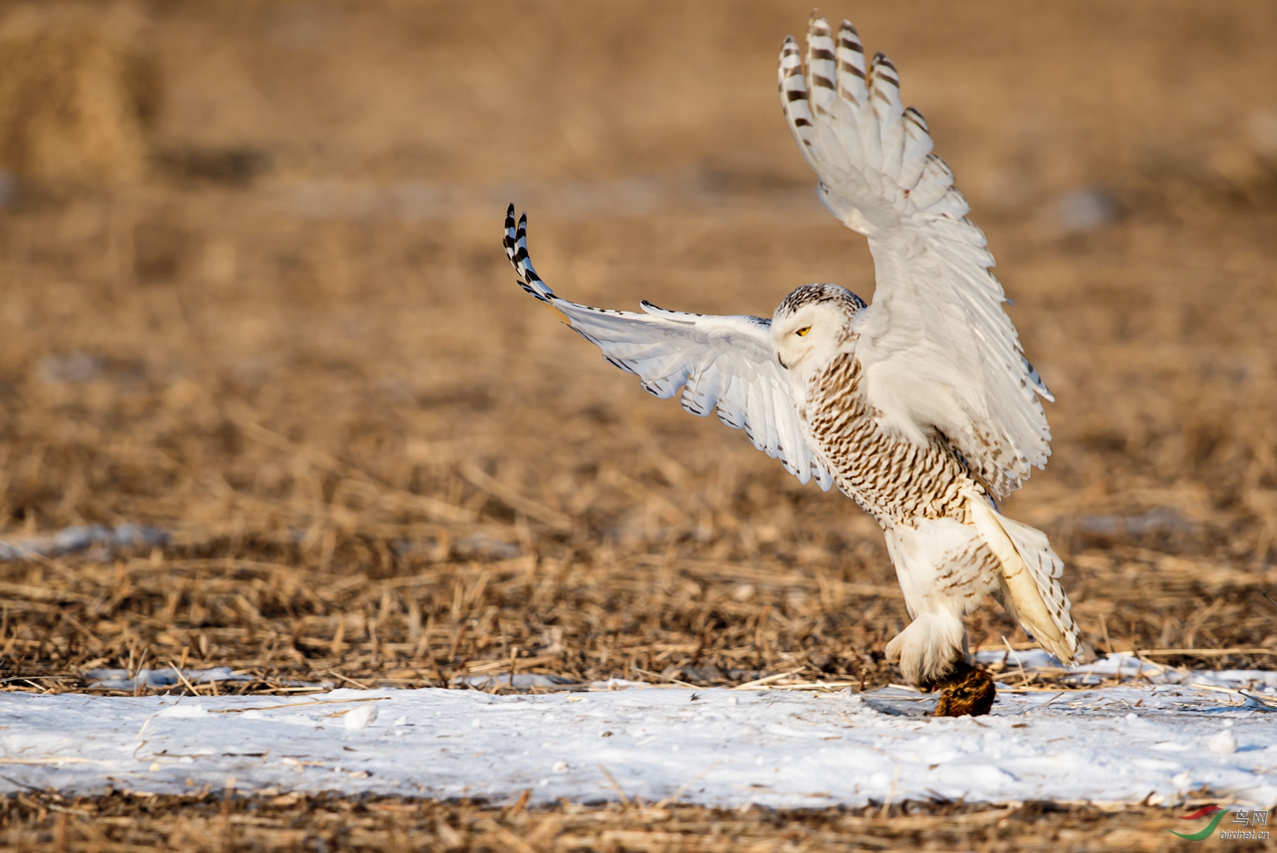 手持640抓拍的一组雪鸮捕食