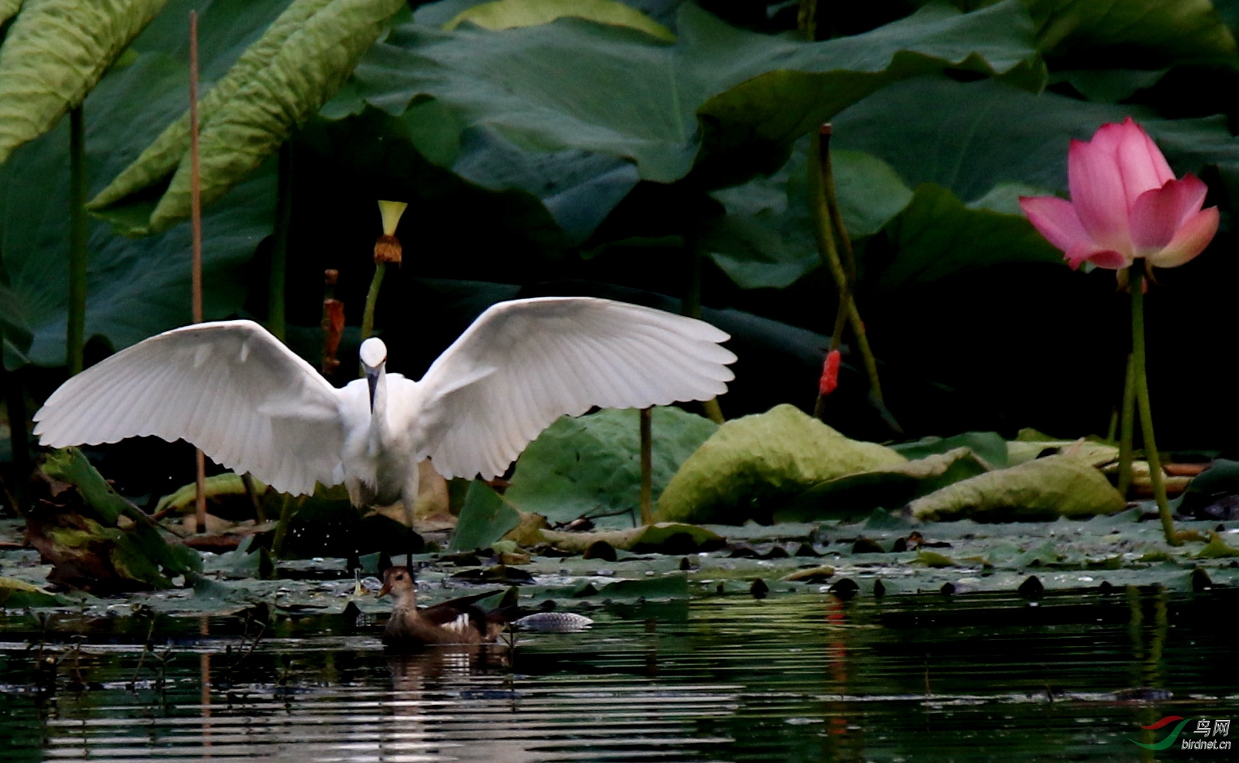护花使者——荷鹭图