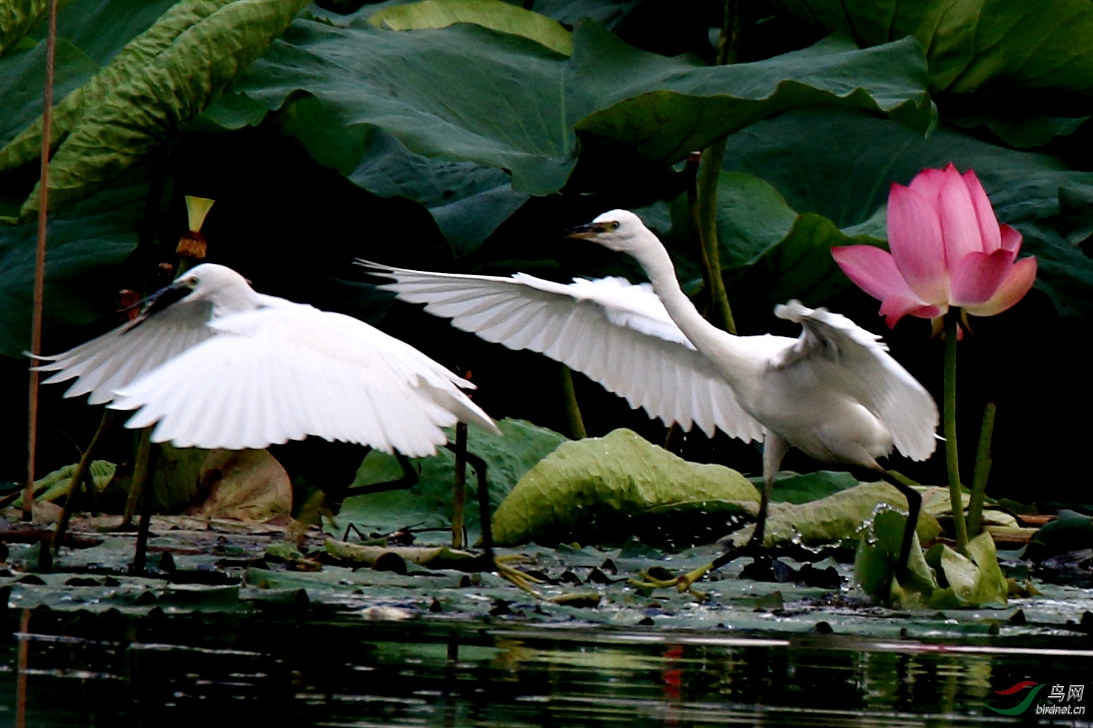 护花使者——荷鹭图