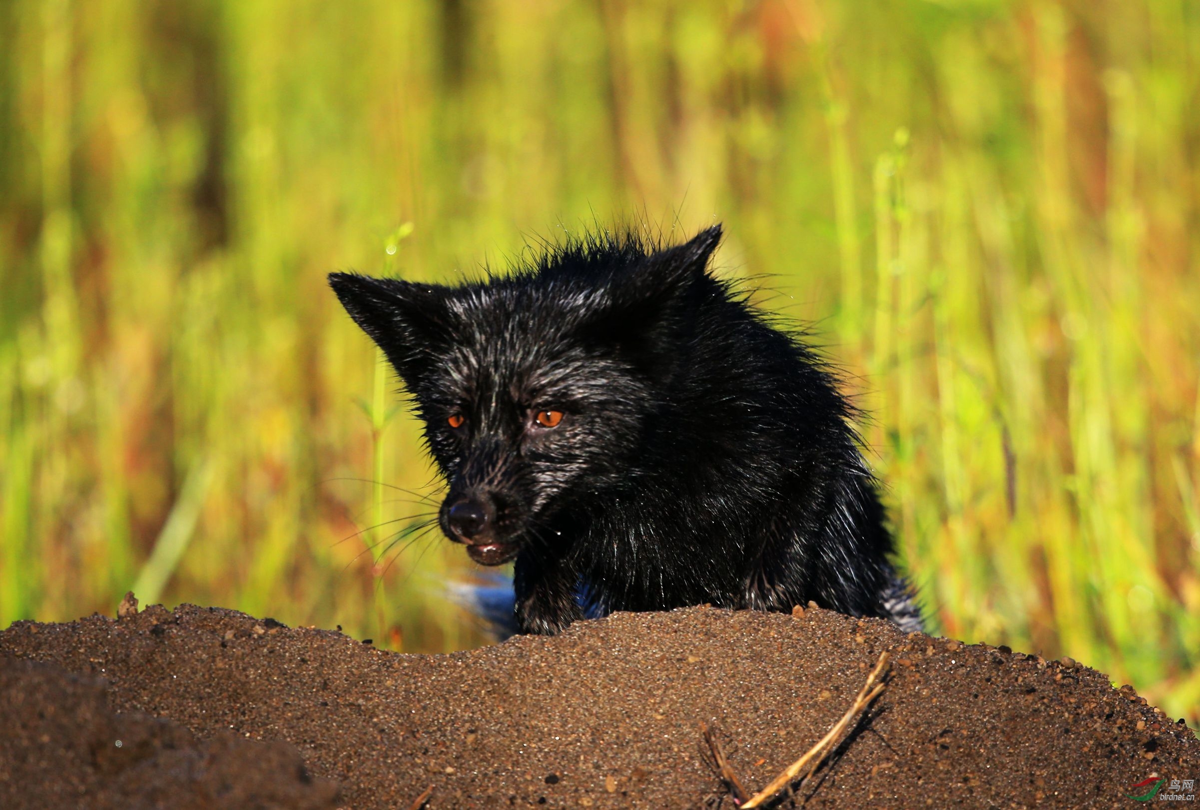 长白山拍的不知是什么? - 野生动物版 鸟网
