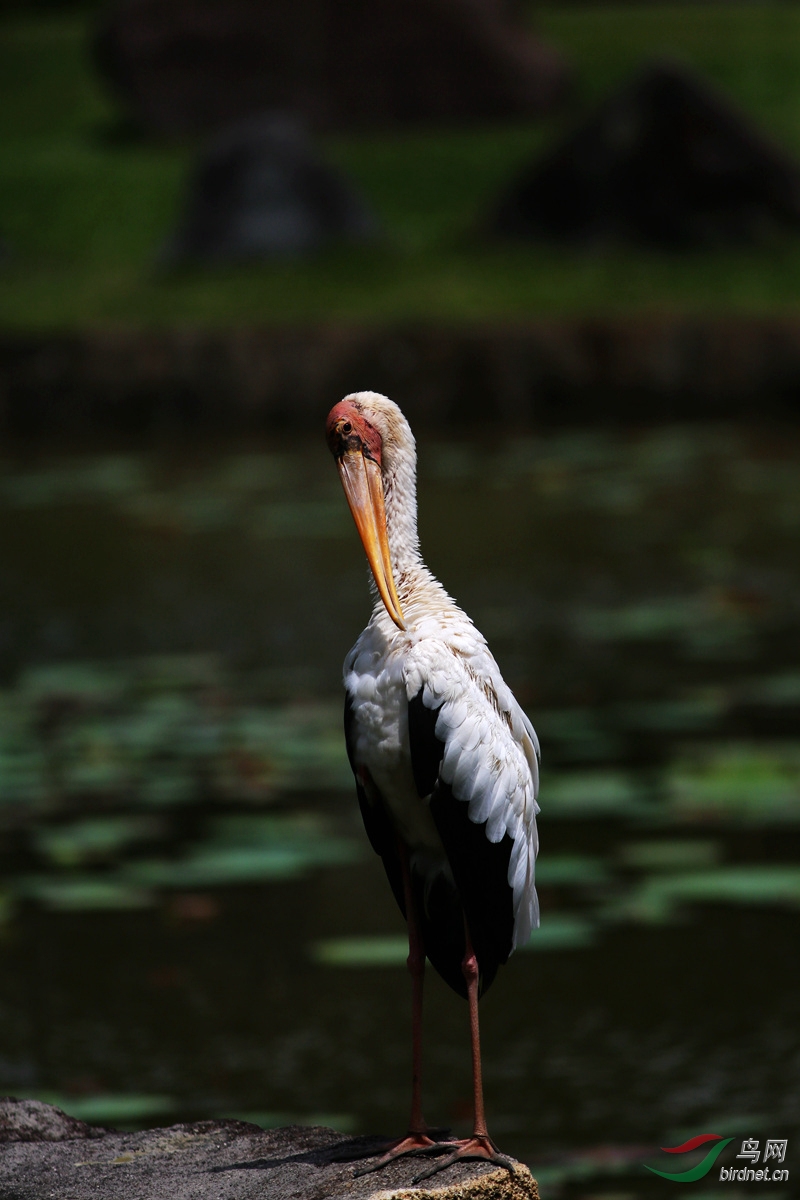imgl2087黄嘴鹮鹳_副本.jpg