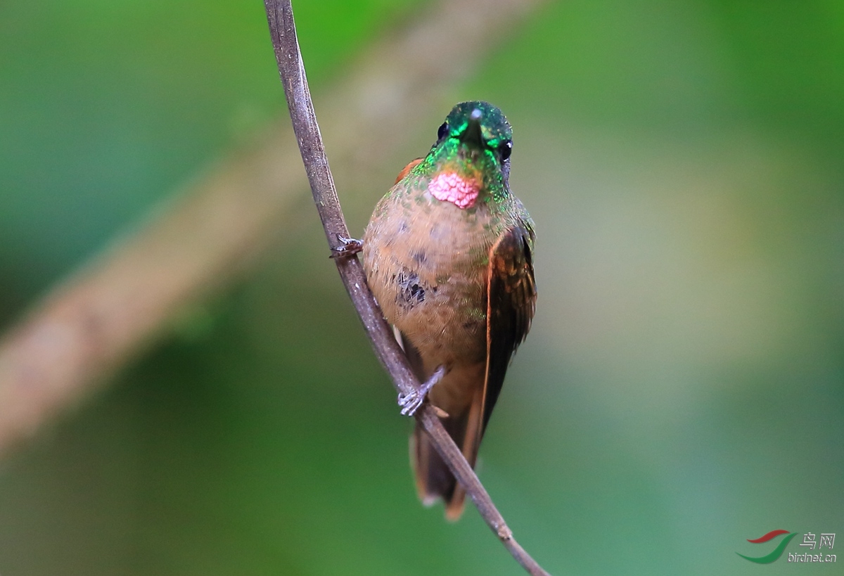 棕胸辉蜂鸟 学名:heliodoxa rubinoides 英文名:fawn-breasted