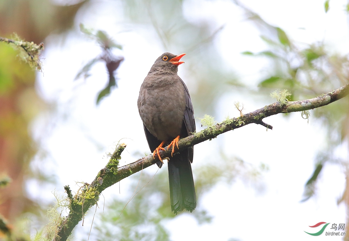 大棕鸫great thrush.jpg