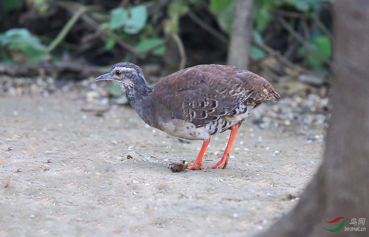 淡眉穴[共鸟]亚成鸟 学名:crypturellus transfasciatus).jpg