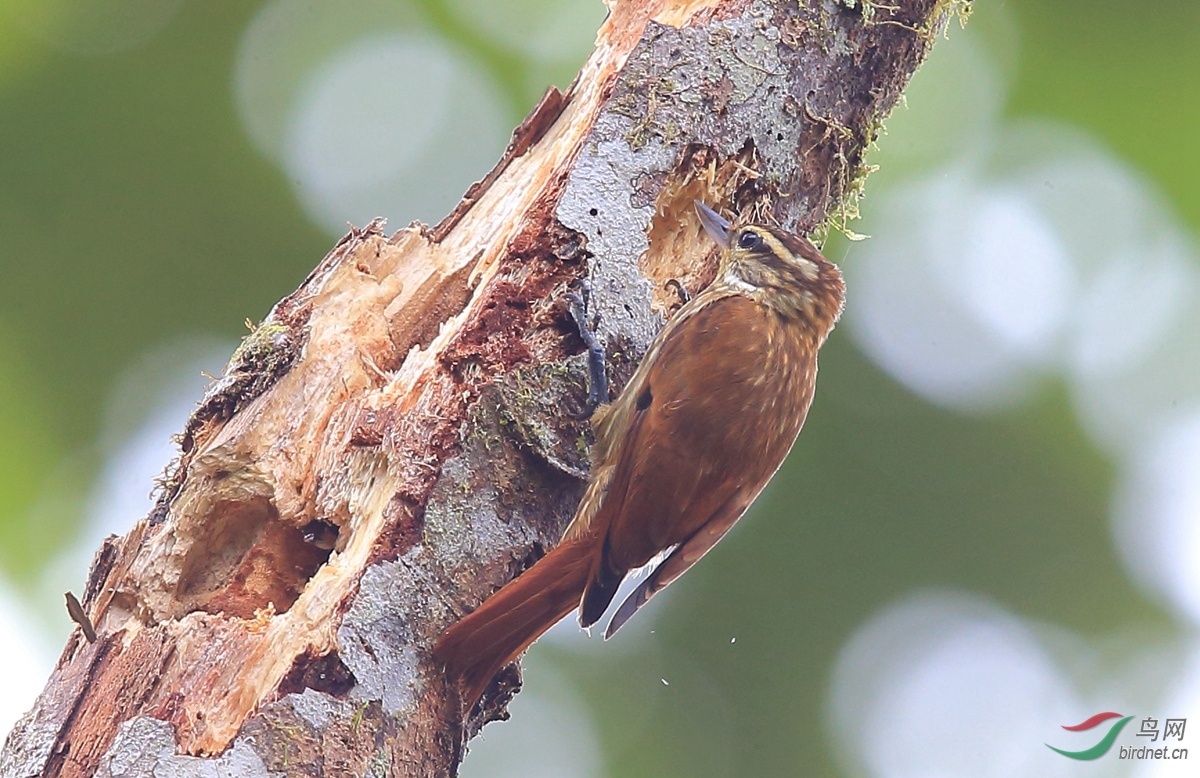纵纹翘嘴雀 学名:xenops rutilans.jpg