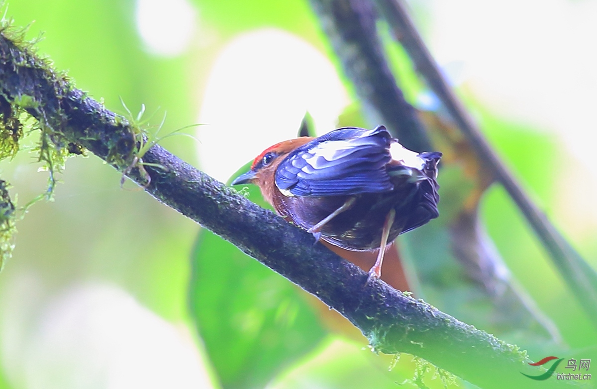 梅花翅娇鶲club-winged manakin.jpg