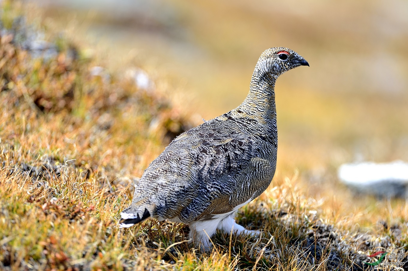 岩雷鸟(夏羽) - 观鸟拍鸟之旅 bird trip reports 鸟网