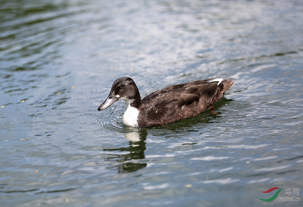 请教一组英国鸟