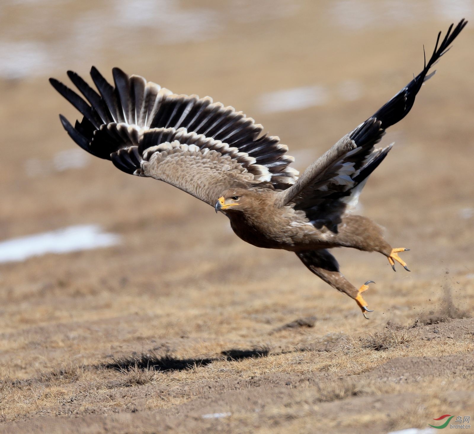 草原雕草原雕振翅飞贺图2获首页精华图片