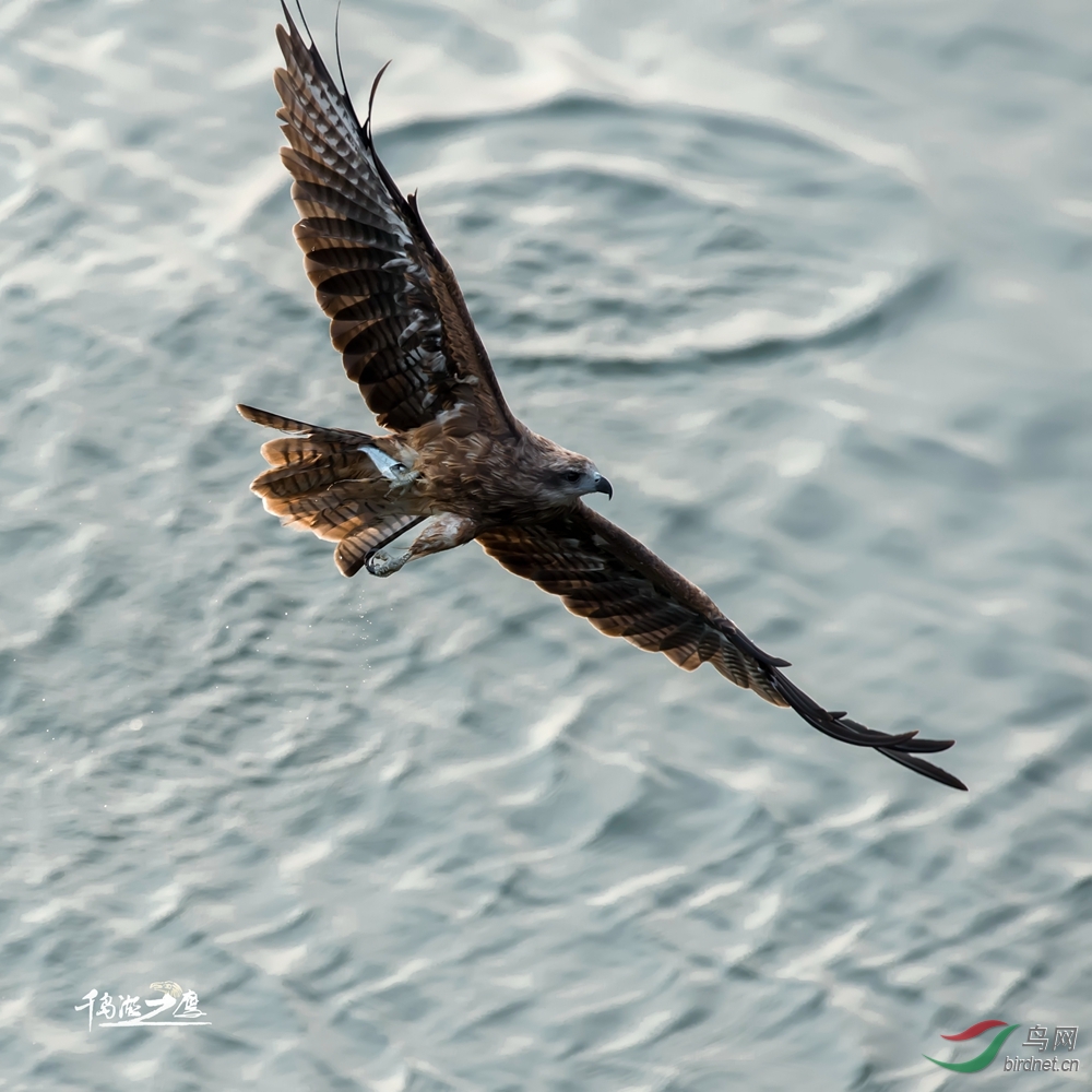 千岛湖老鹰基地作品022黑耳鸢抓鱼