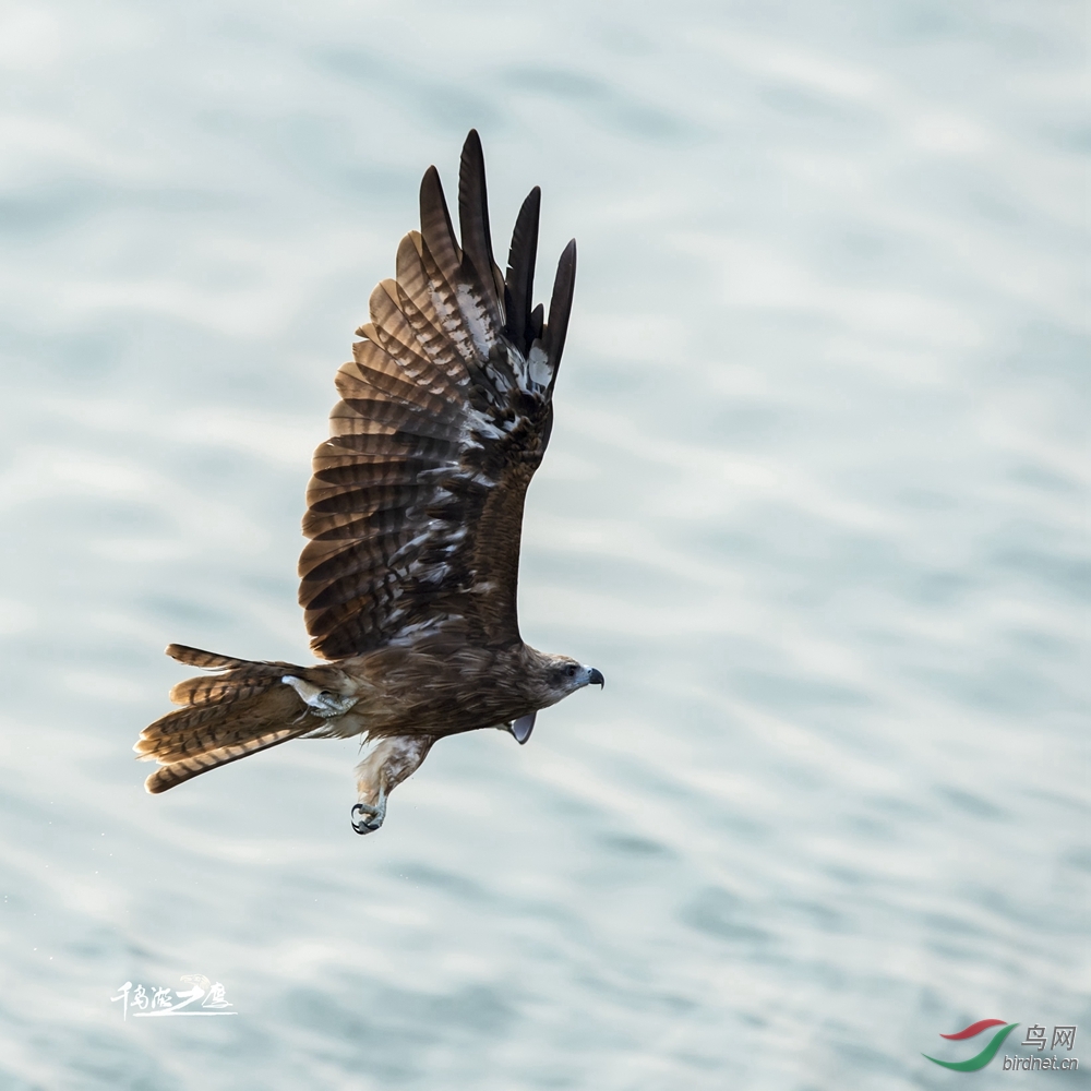 千岛湖老鹰基地作品022黑耳鸢抓鱼