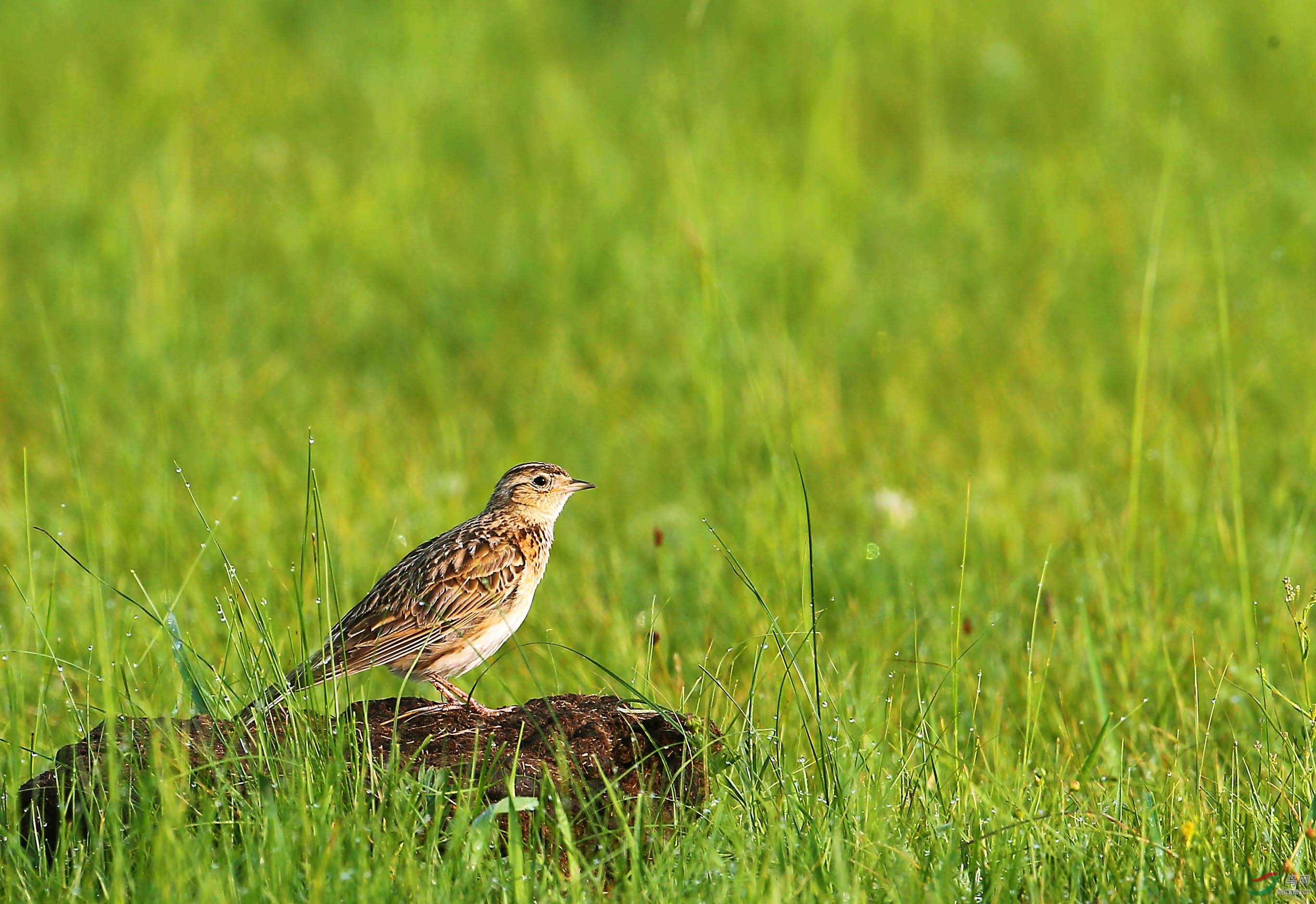 草原歌手——短趾百灵和凤头百灵