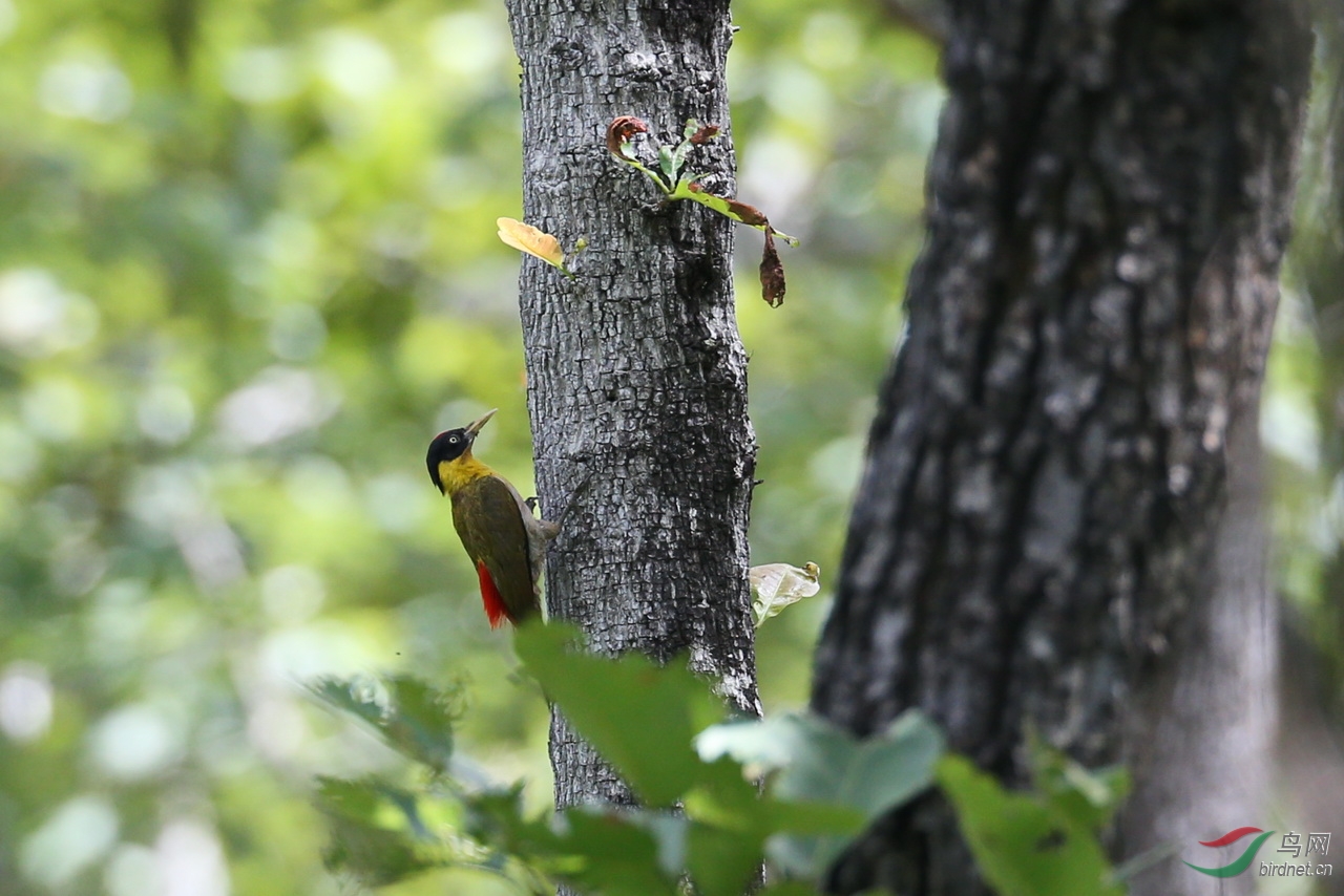 黑枕绿啄木鸟(雌,雄)