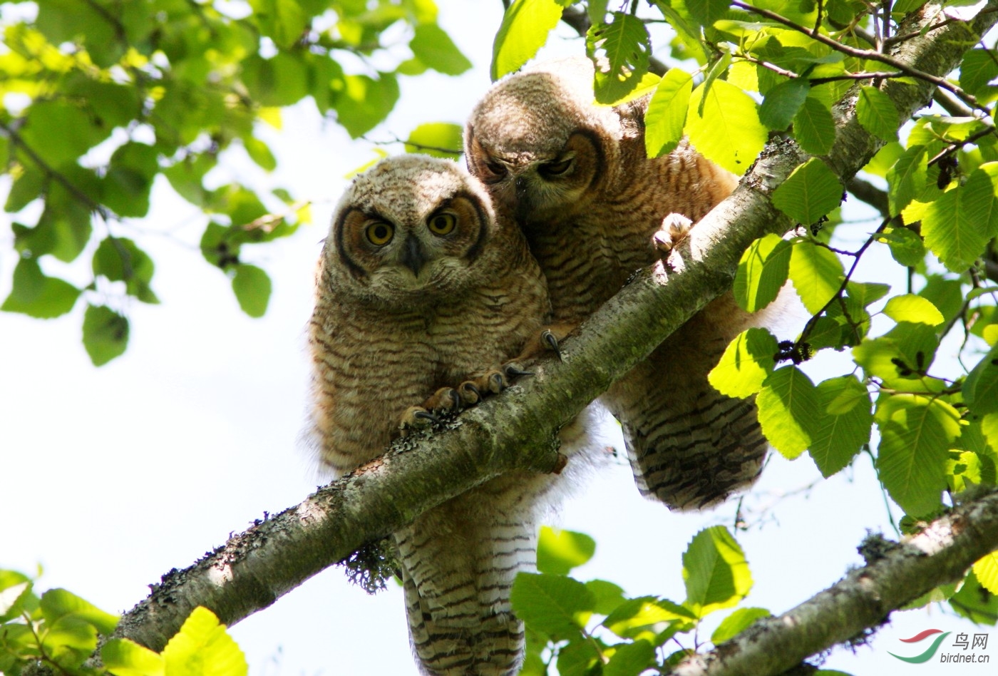 Reifel210508(1) 765.jpg